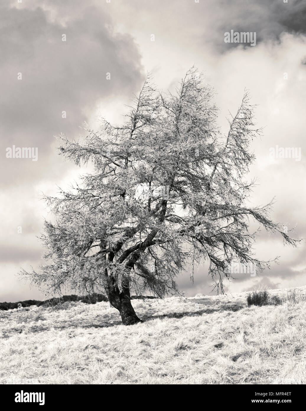 Lone tree in monochrome hi-res stock photography and images - Alamy