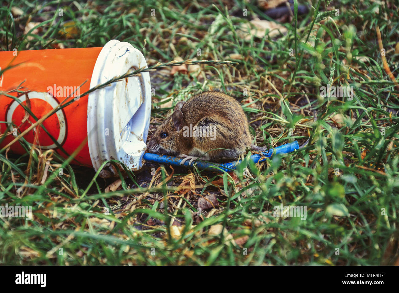 Little rat sitting near plastic cup thrown on the grass Stock Photo