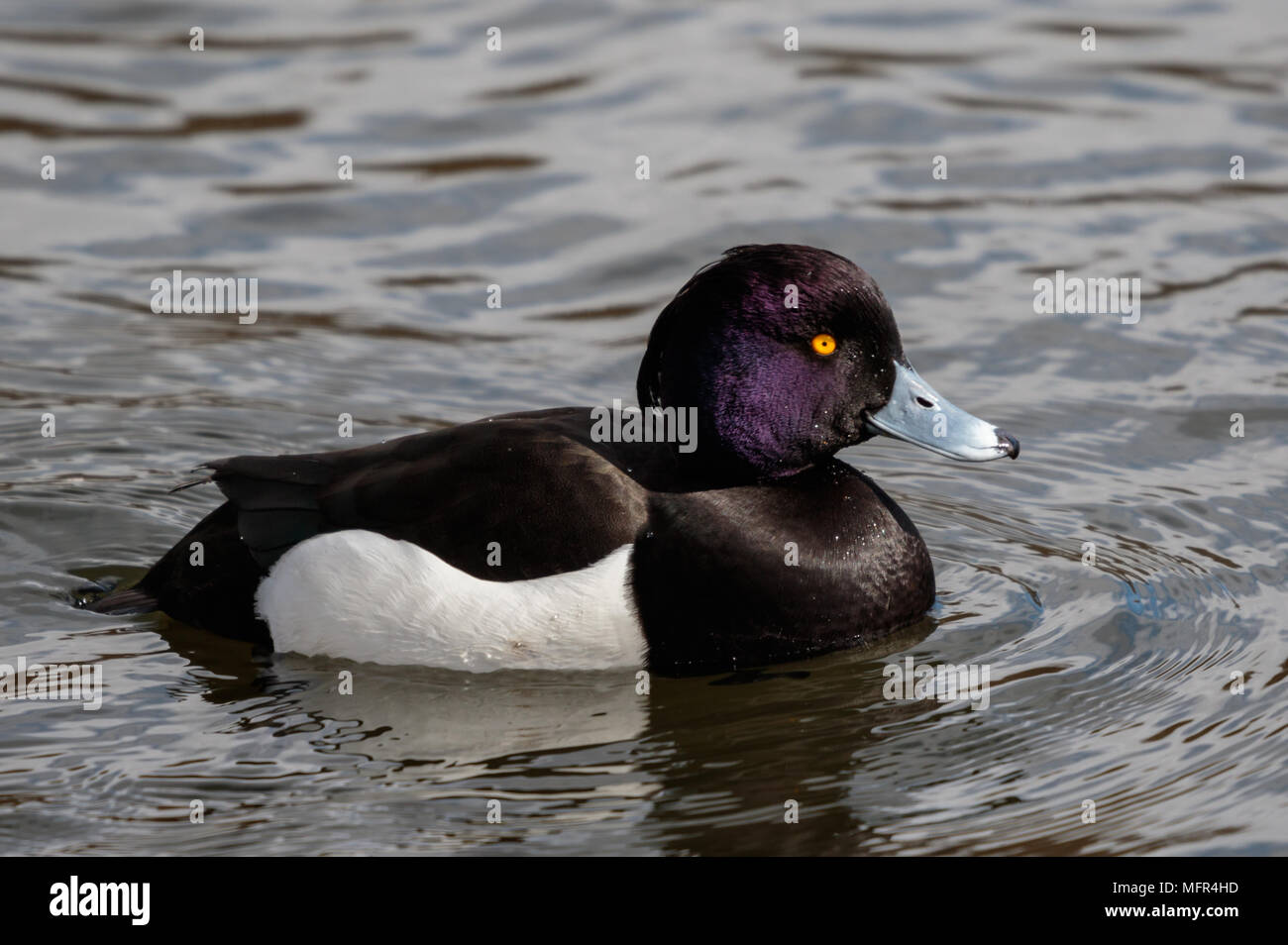Tufted Duck Male Stock Photo