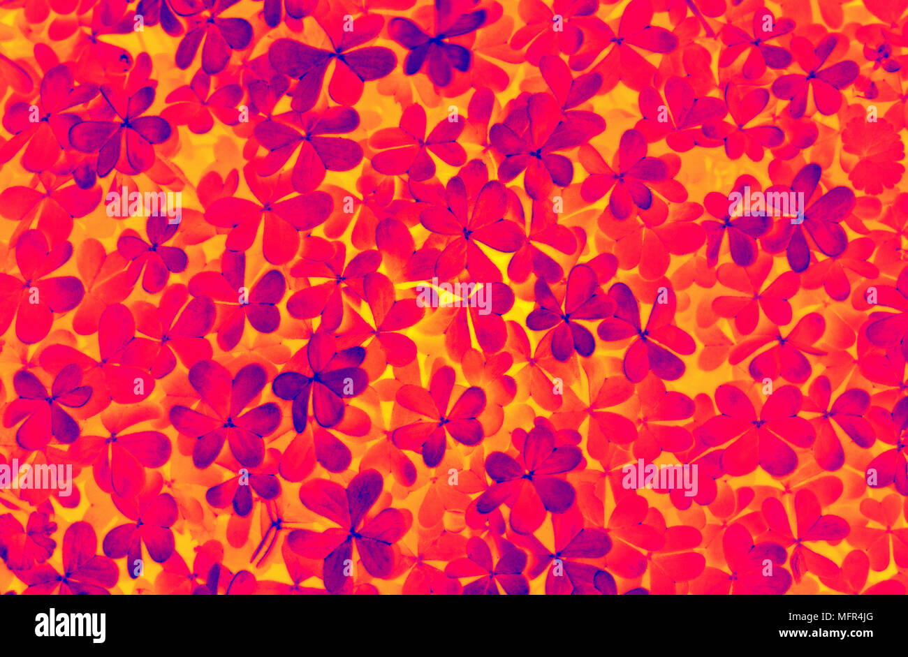 Infrared thermal camera effect of a clover field Stock Photo Alamy