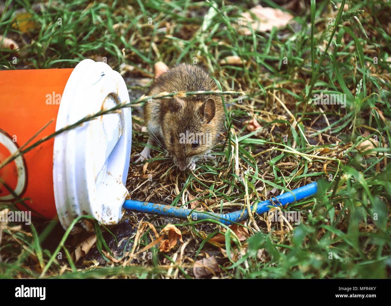 Little rat looking at plastic cup thrown on the grass Stock Photo