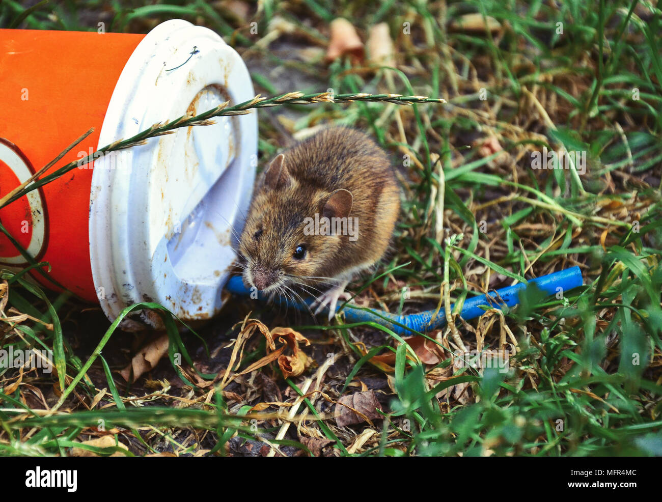 Cute little rat sitting near thrown plastic cup looking at camera Stock Photo