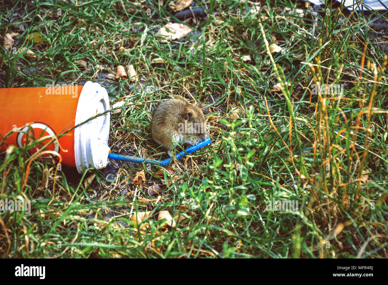 Little rat smelling plastic cup thrown on the grass Stock Photo