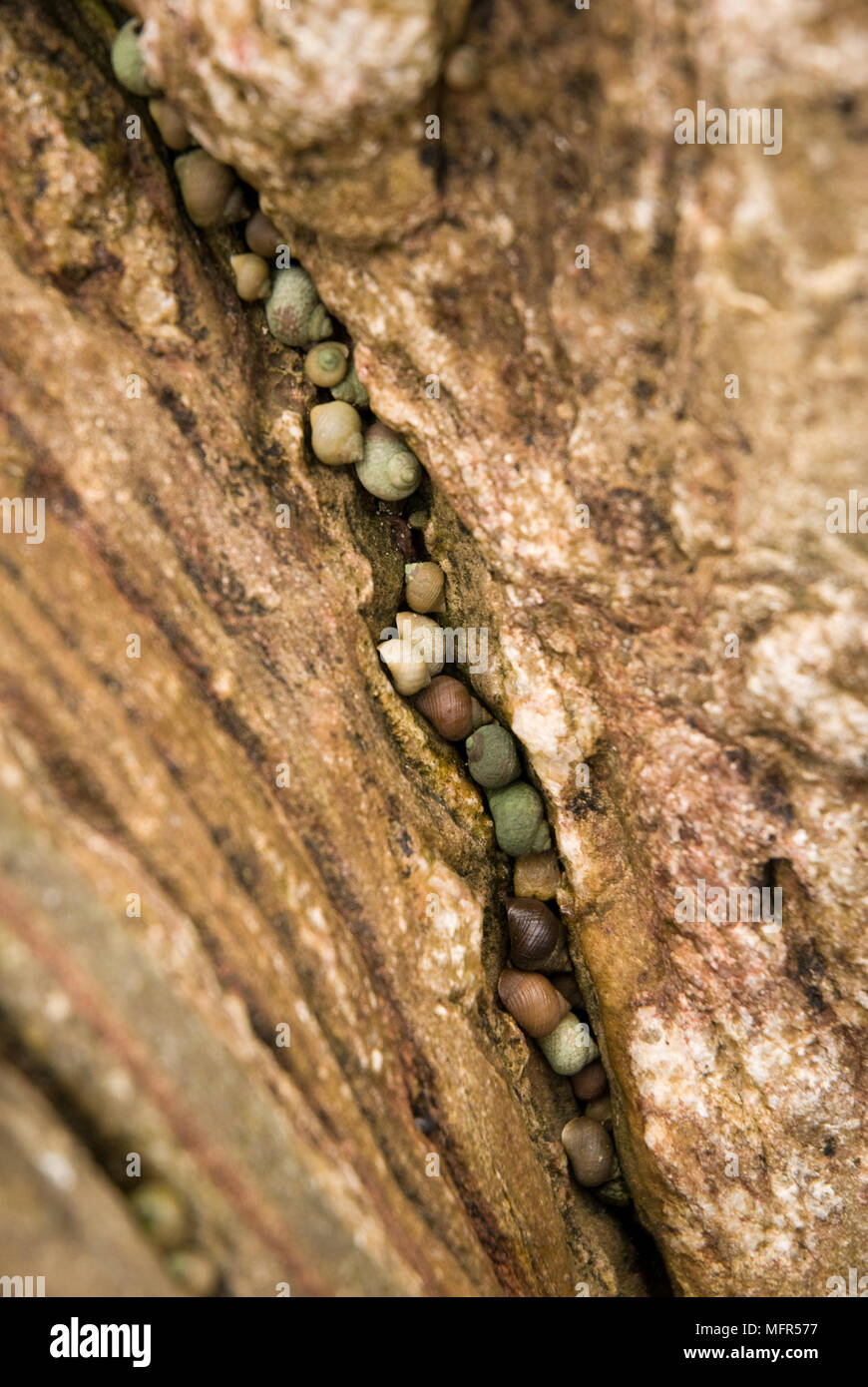 Small shells trapped in a crevice on Sandend beach in North-East ...