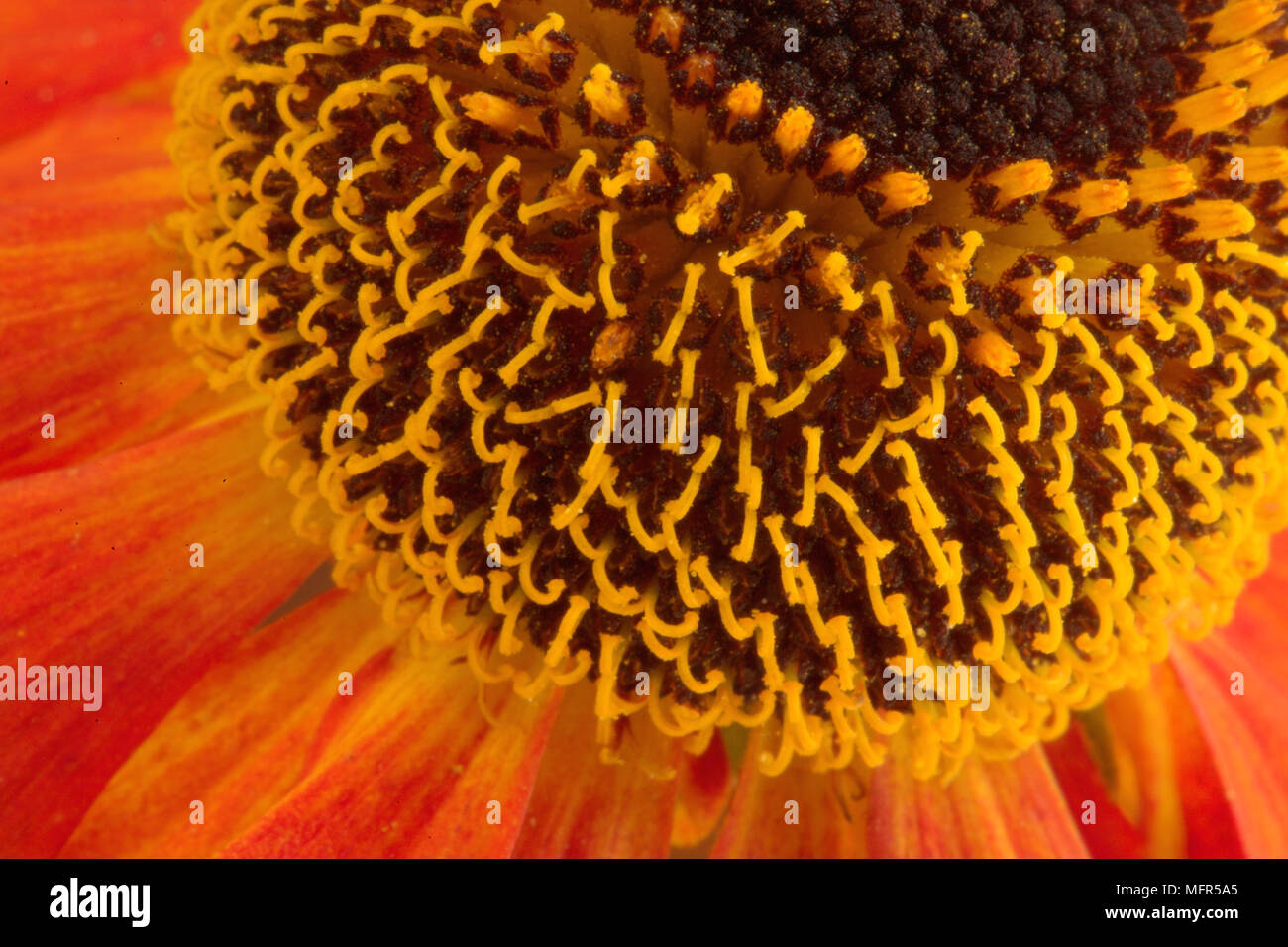 A close up view of Helenium Sahin's flower. Stock Photo