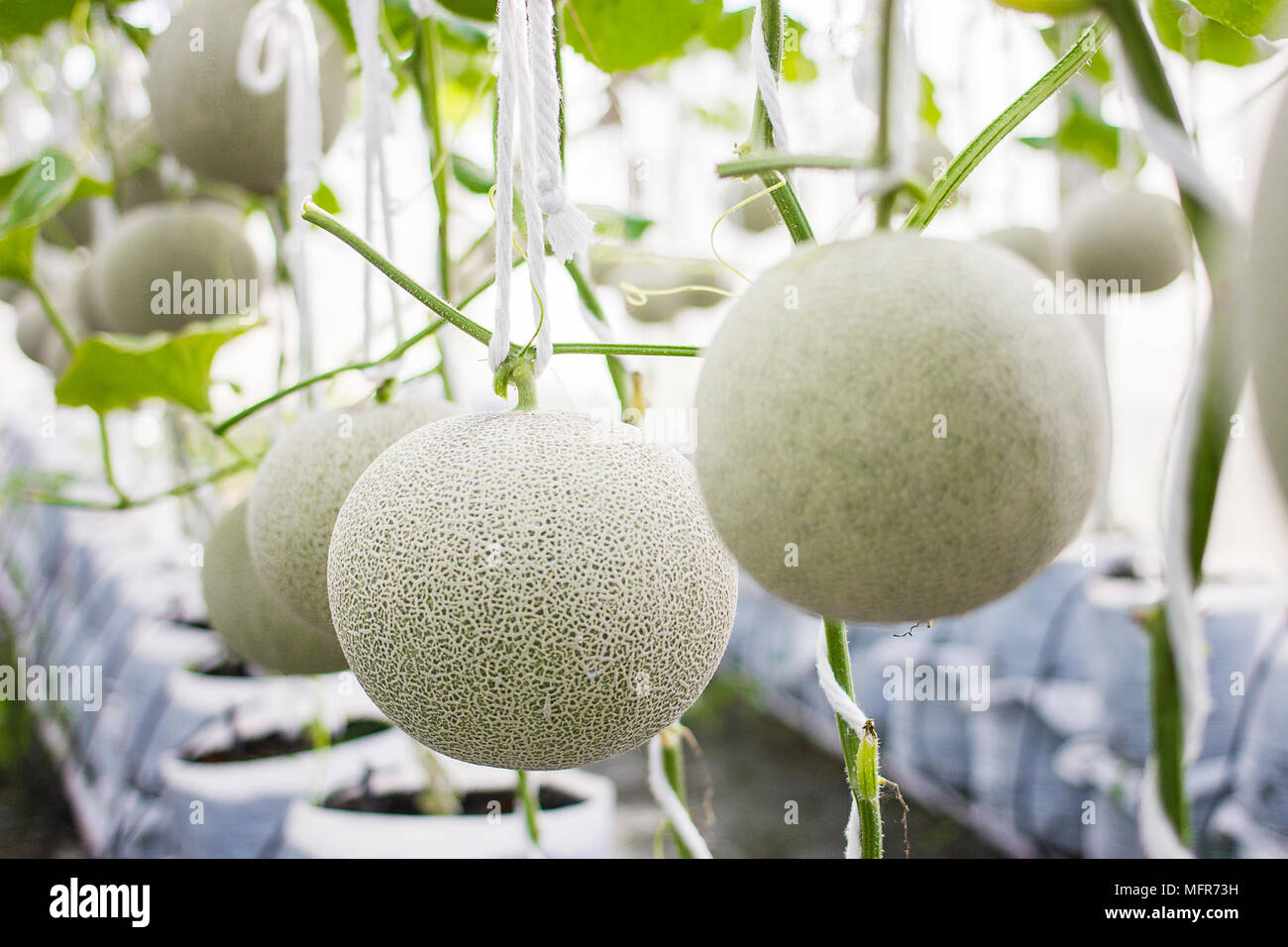 Melon ready for harvesting in melon farm Stock Photo - Alamy