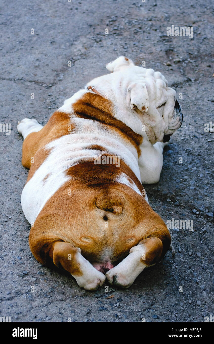 Dog lying on stomach hires stock photography and images Alamy