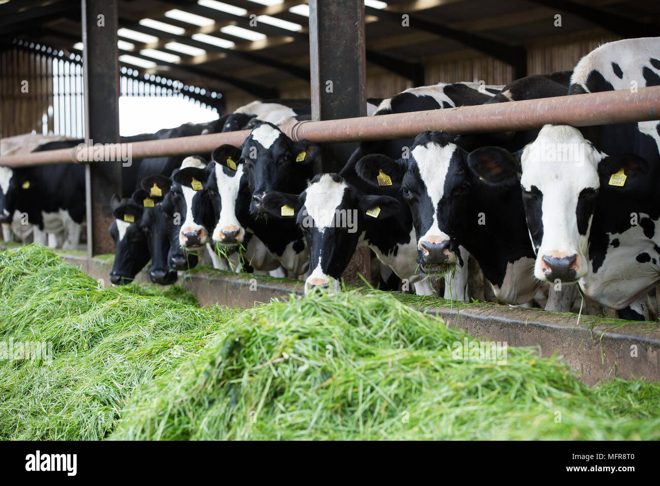 Zero grazing hires stock photography and images Alamy
