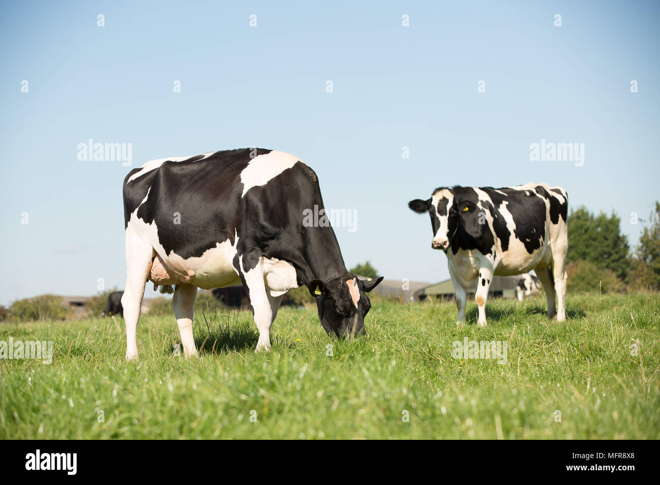 Color image holstein cows in hi-res stock photography and images - Alamy