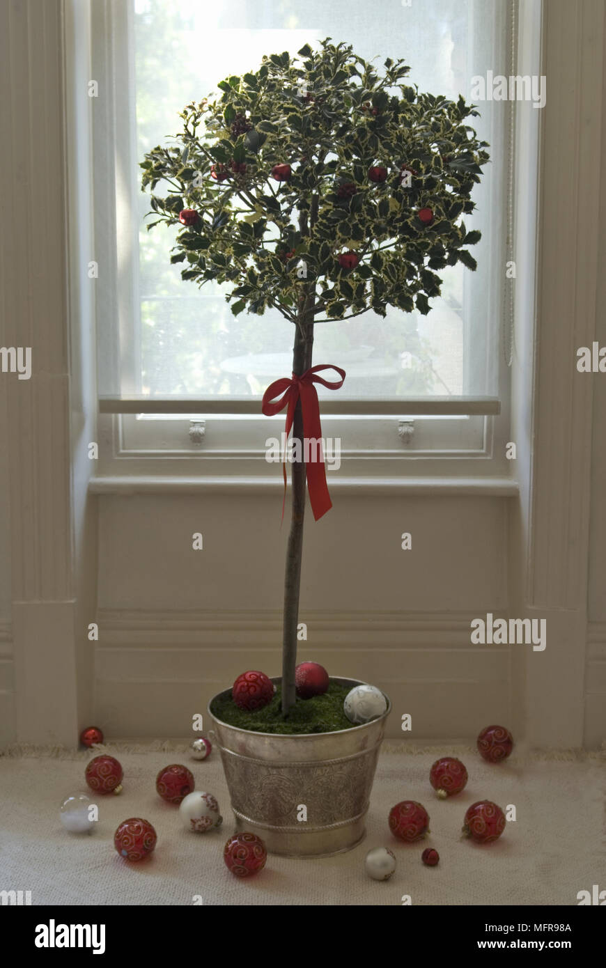standard variegated holly ilex aquifolium silver queen tree in indoor pot by window with christmas decorations - Queen Christmas Decorations standard variegated holly ilex aquifolium silver queen tree in indoor pot by window with christmas decorations - Queen Christmas Decorations