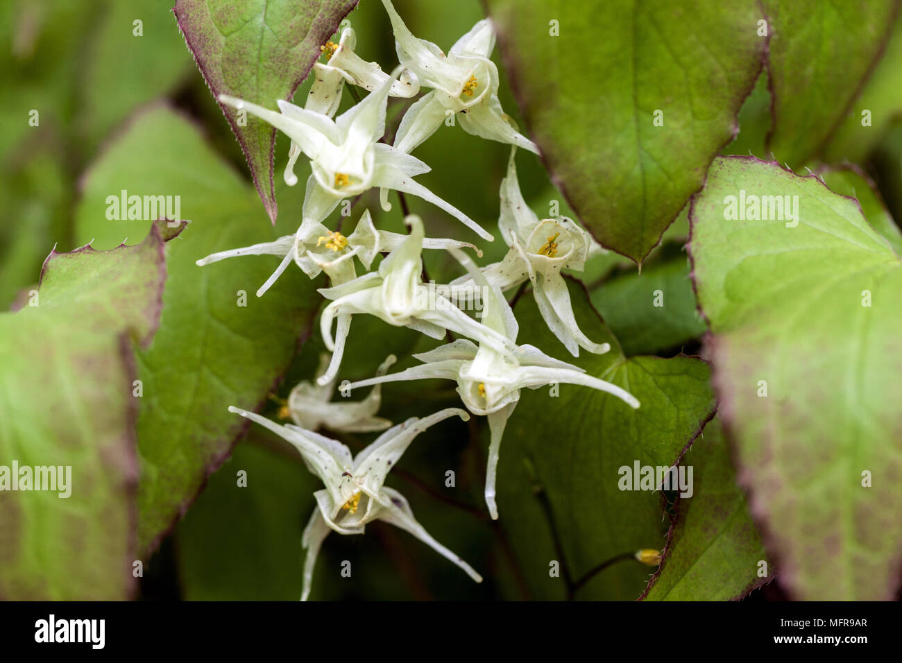 Epimedium diphyllum, Barrenwort Stock Photo