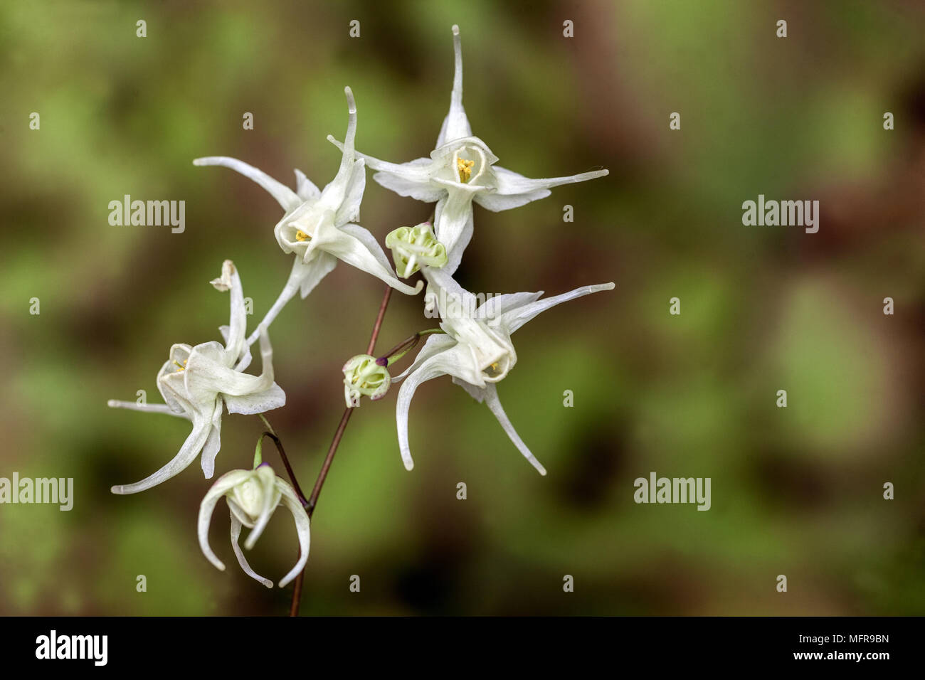 Epimedium diphyllum Barrenwort flowers Stock Photo