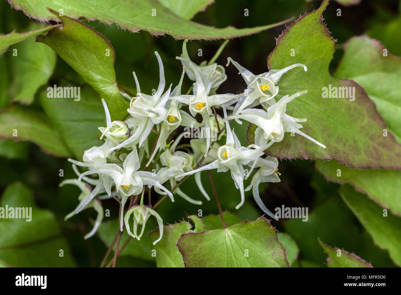 White Epimedium diphyllum, Barrenwort Stock Photo