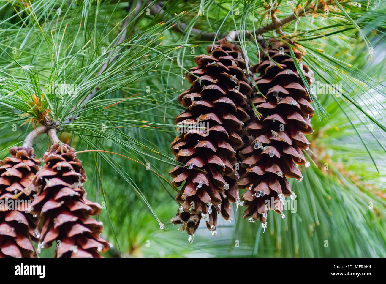 Cone sap hires stock photography and images Alamy