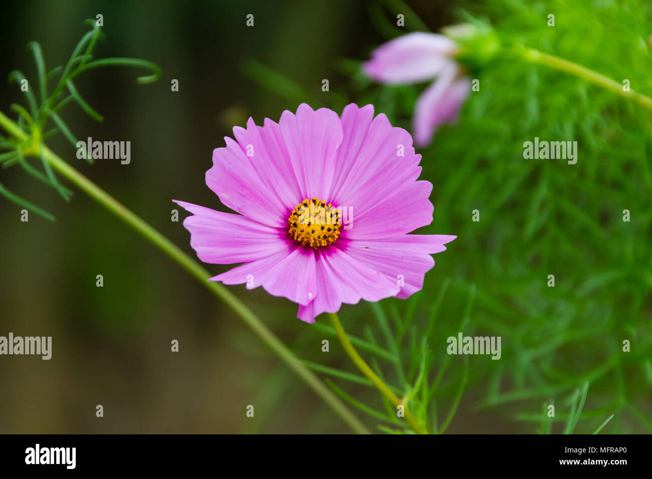 a pink wildflower in the front side flower bed Stock Photo