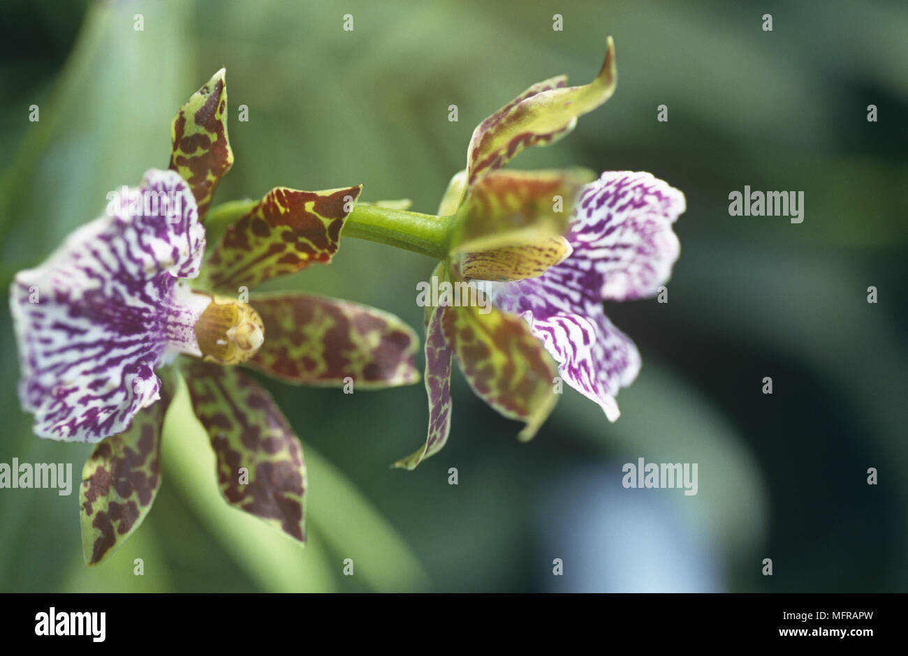 Close up of Zygopetalum orchid Stock Photo