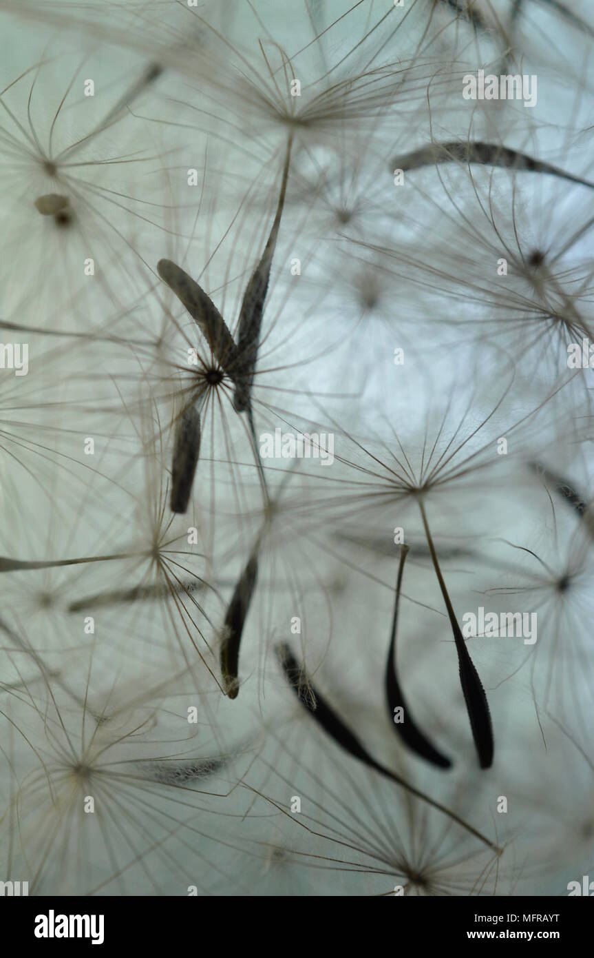 Close up of floating dandelion seeds blowing in mid air Stock Photo Alamy