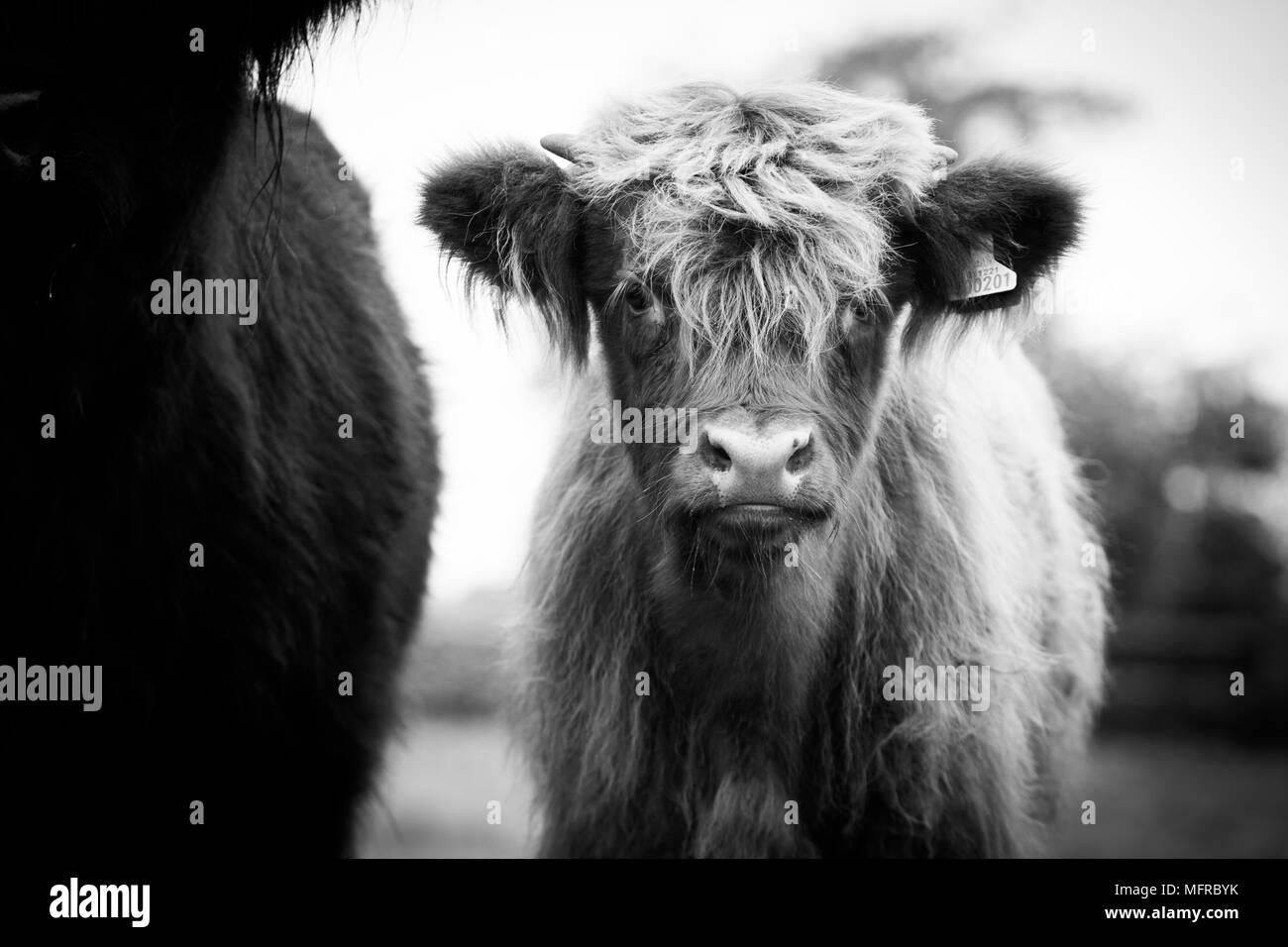 Highland Cow Black and White Stock Photos & Images Alamy — free download