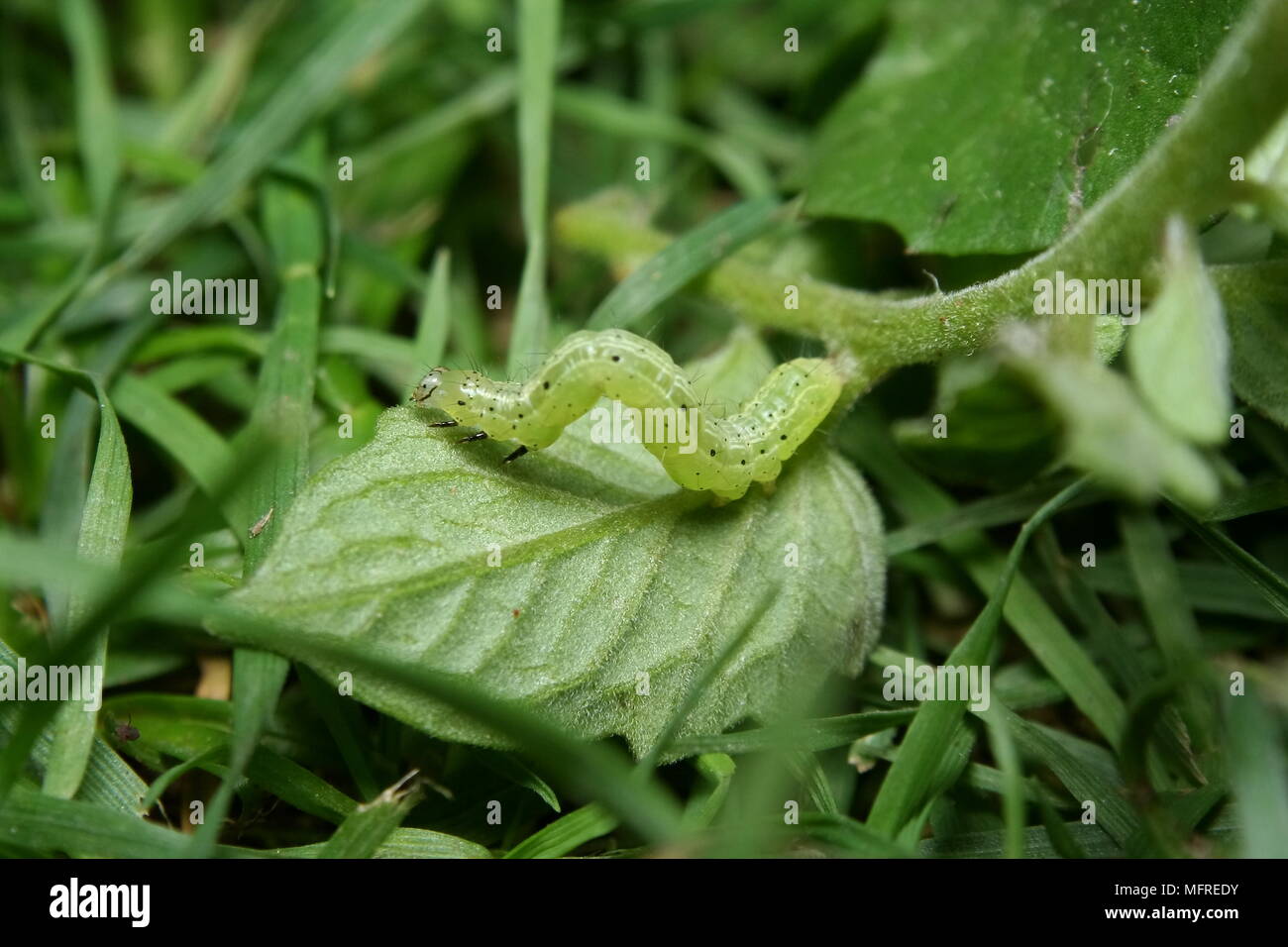 Green Looper Caterpillar Stock Photo