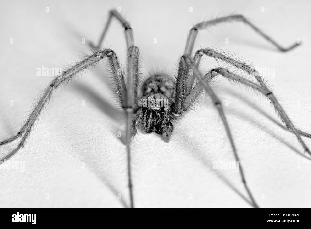 House spider Black and White Stock Photos & Images Alamy