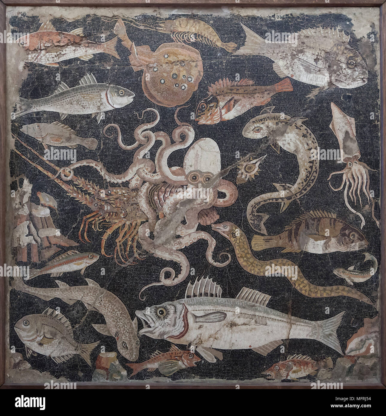 Marine life (Fish catalogue) depicted in the Roman mosaic from the Casa di Lucius Aelius Magnus (House of Lucius Aelius Magnus) in Pompeii, now on display in the National Archaeological Museum (Museo Archeologico Nazionale di Napoli) in Naples, Campania, Italy. Common octopus (Octopus vulgaris), Mediterranean lobster (Palinurus elephas), European conger (Conger conger) and European squid (Loligo vulgaris) are depicted in the mosaic. Stock Photo
