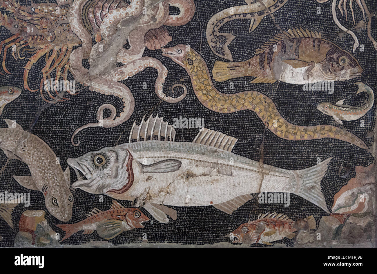 Marine life (Fish catalogue) depicted in the Roman mosaic from the Casa di Lucius Aelius Magnus (House of Lucius Aelius Magnus) in Pompeii, now on display in the National Archaeological Museum (Museo Archeologico Nazionale di Napoli) in Naples, Campania, Italy. European conger (Conger conger) is depicted in the mosaic. Stock Photo