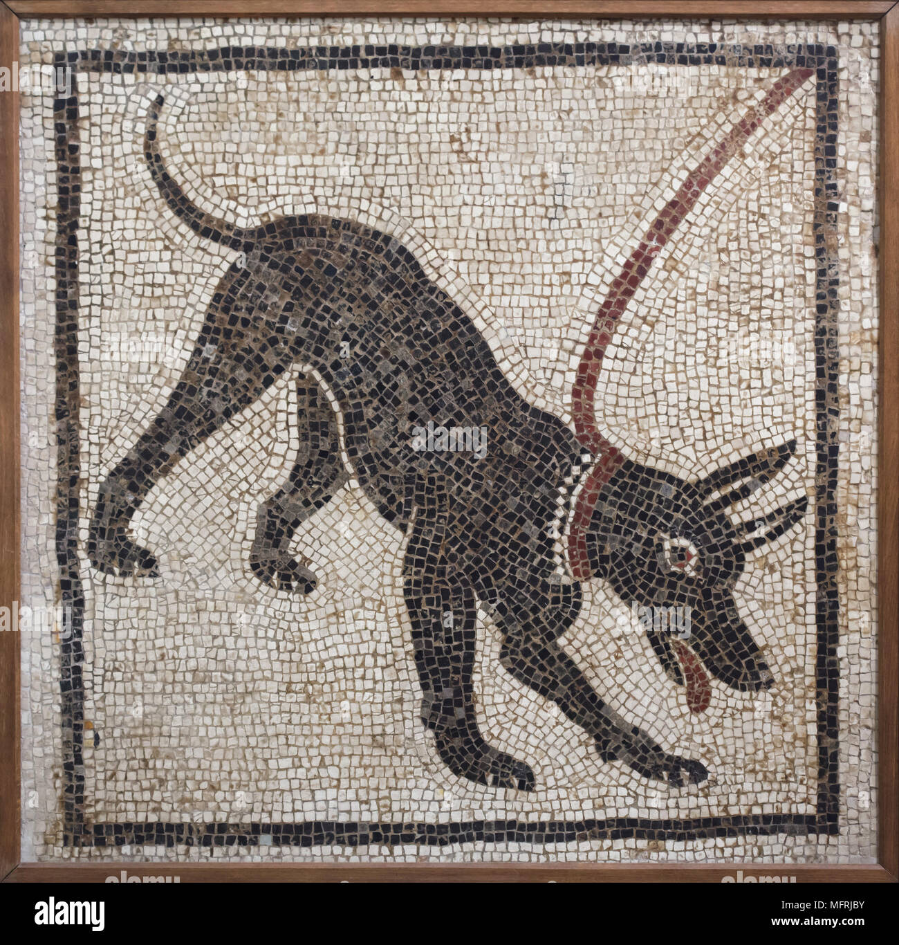 Dog depicted in the Roman mosaic Cave canem (Beware of the Dog) from the Casa di Orfeo (House of Orpheus) in Pompeii, now on display in the National Archaeological Museum (Museo Archeologico Nazionale di Napoli) in Naples, Campania, Italy. Stock Photo