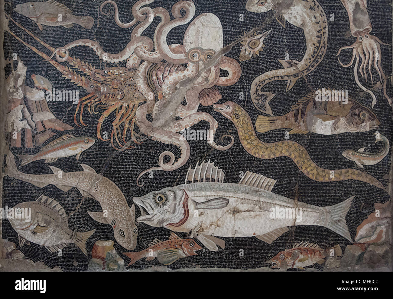 Marine life (Fish catalogue) depicted in the Roman mosaic from the Casa di Lucius Aelius Magnus (House of Lucius Aelius Magnus) in Pompeii, now on display in the National Archaeological Museum (Museo Archeologico Nazionale di Napoli) in Naples, Campania, Italy. Common octopus (Octopus vulgaris), Mediterranean lobster (Palinurus elephas) and European conger (Conger conger) are depicted in the mosaic. Stock Photo
