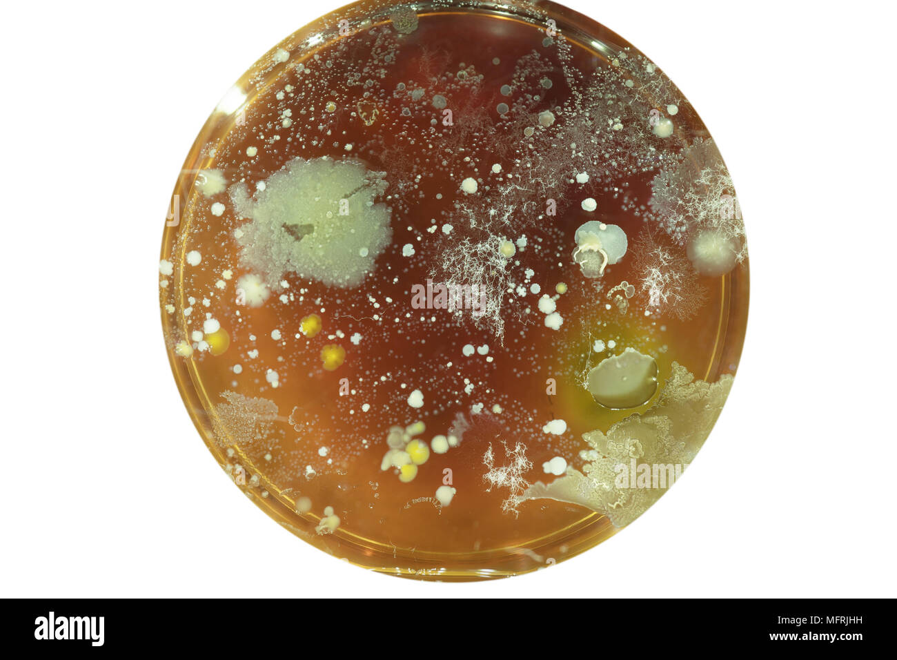 Growing Bacterial Colonies In Petri Dish Stock Photo