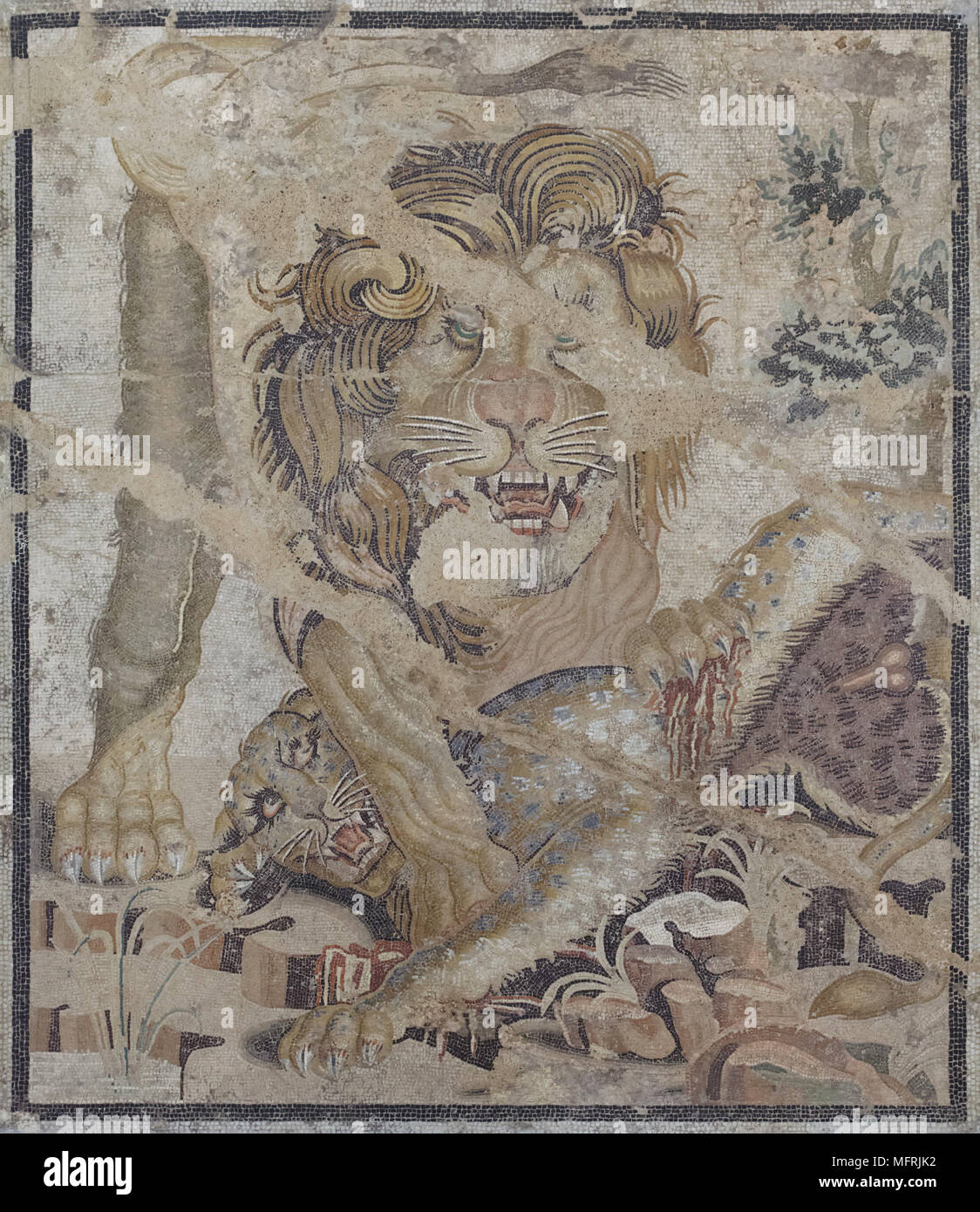 Lion and Leopard depicted in the Roman mosaic from the Casa delle Colombe a Mosaico (House of the Mosaic Doves) in Pompeii, now on display in the National Archaeological Museum (Museo Archeologico Nazionale di Napoli) in Naples, Campania, Italy. Stock Photo