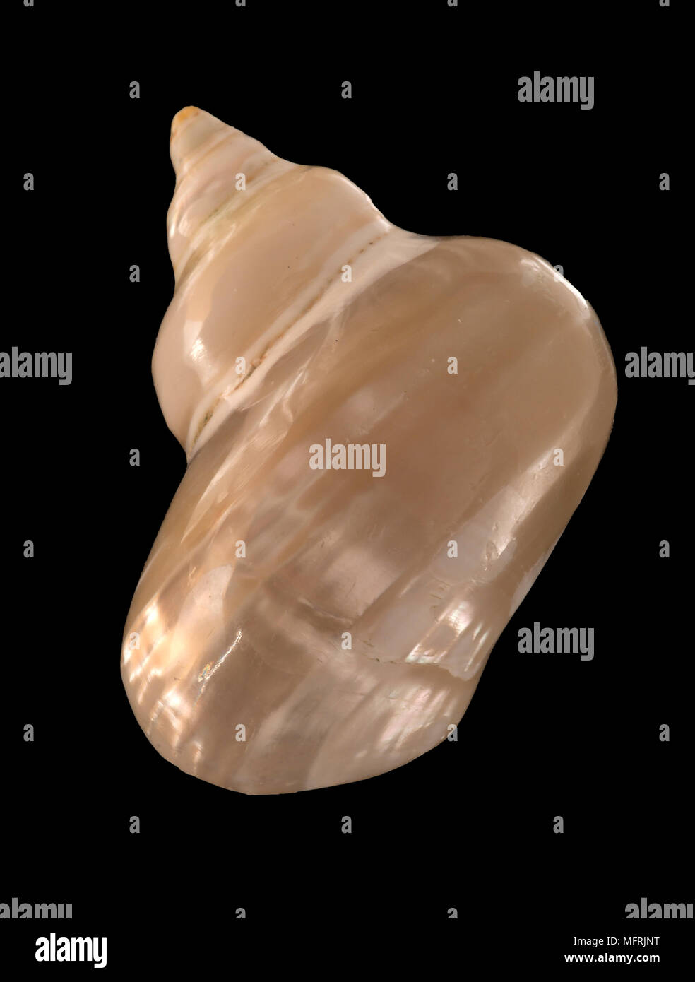Seashell of Turbo brunneus pearly, Malacology collection, Spain, Europe Stock Photo