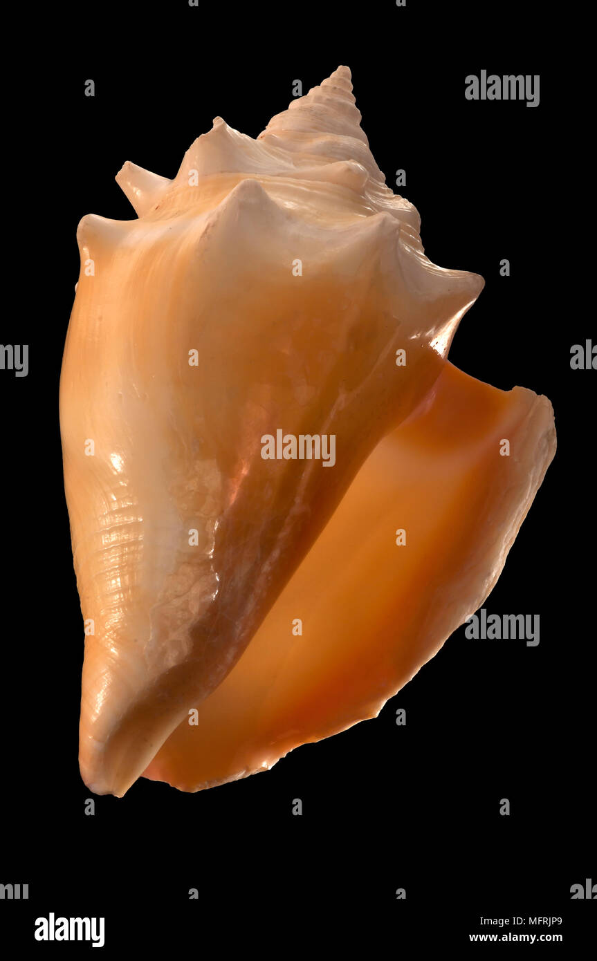 Seashell of Strombus pugilis, Malacology collection, Spain, Europe Stock Photo