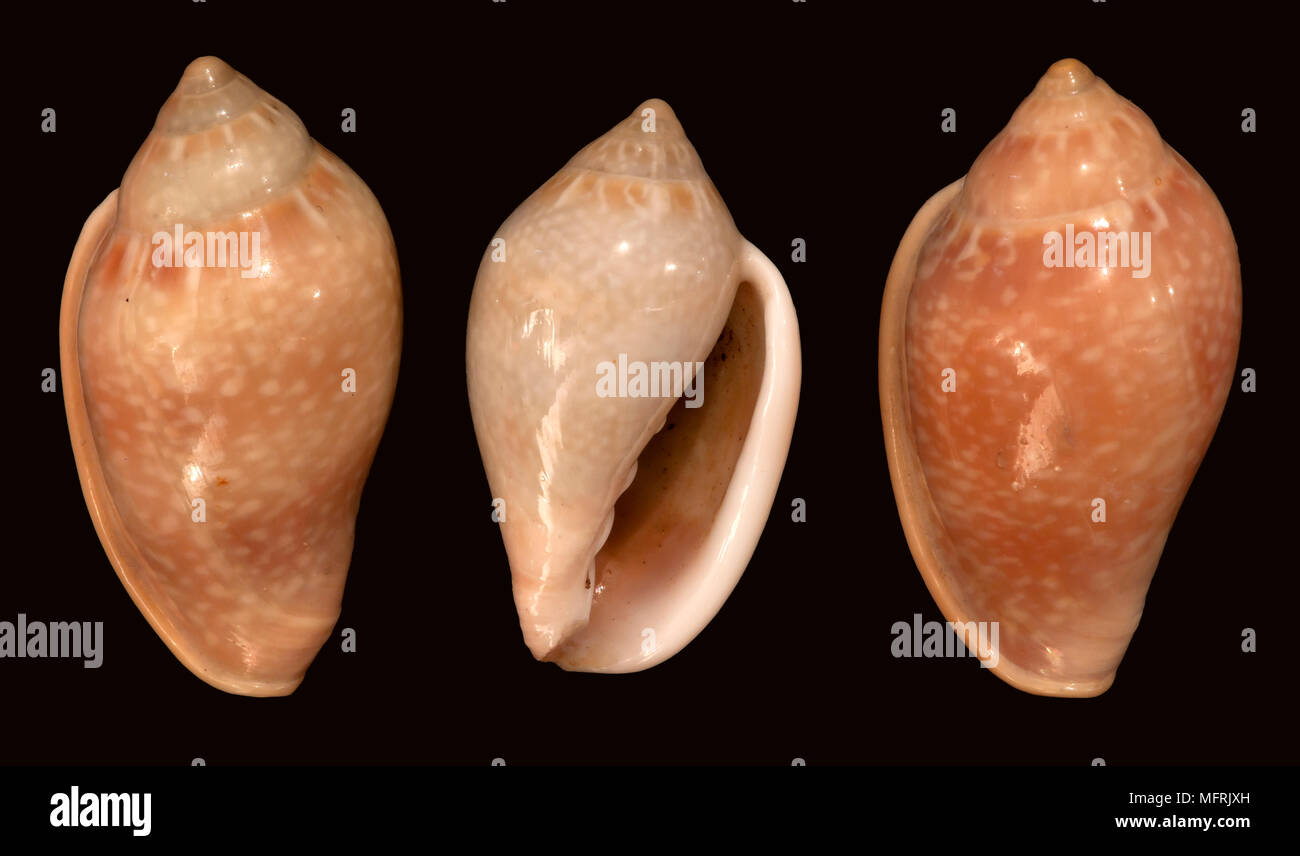 Seashells of Marginella glabella (different color tones). Malacology collection. Spain. Europe Stock Photo