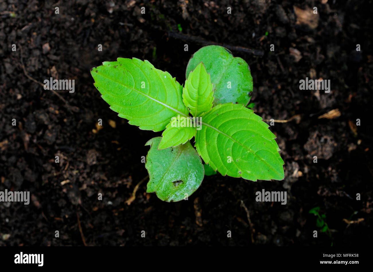Indian or Himalayan balsam seedling in spring Stock Photo