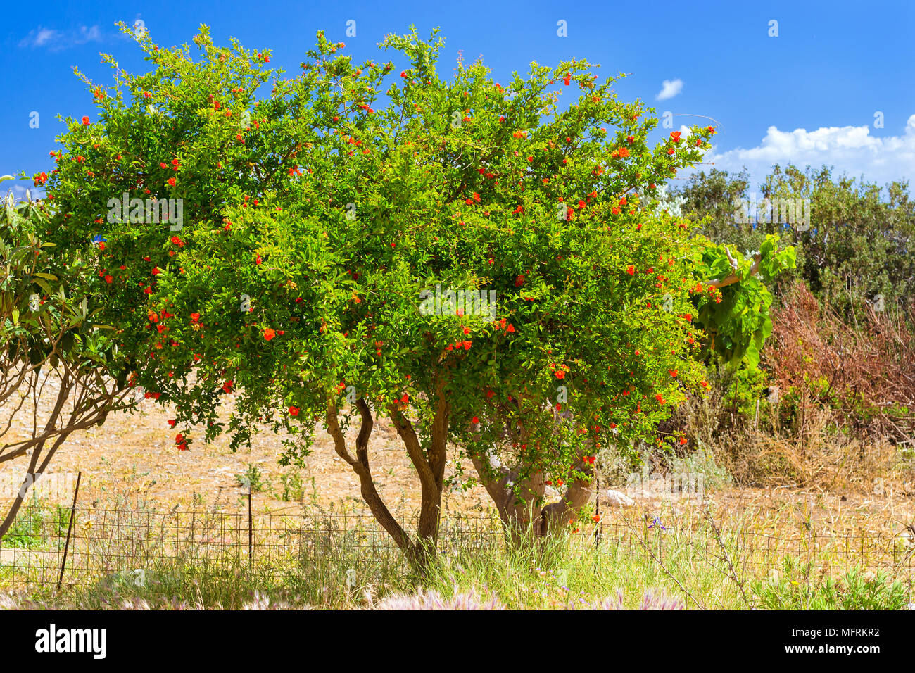 Exotic Greek tree with orange flowers grows in the garden at the edge of a Hiking trail in the resort village Bali, Rethymno, Crete, Greece Stock Photo