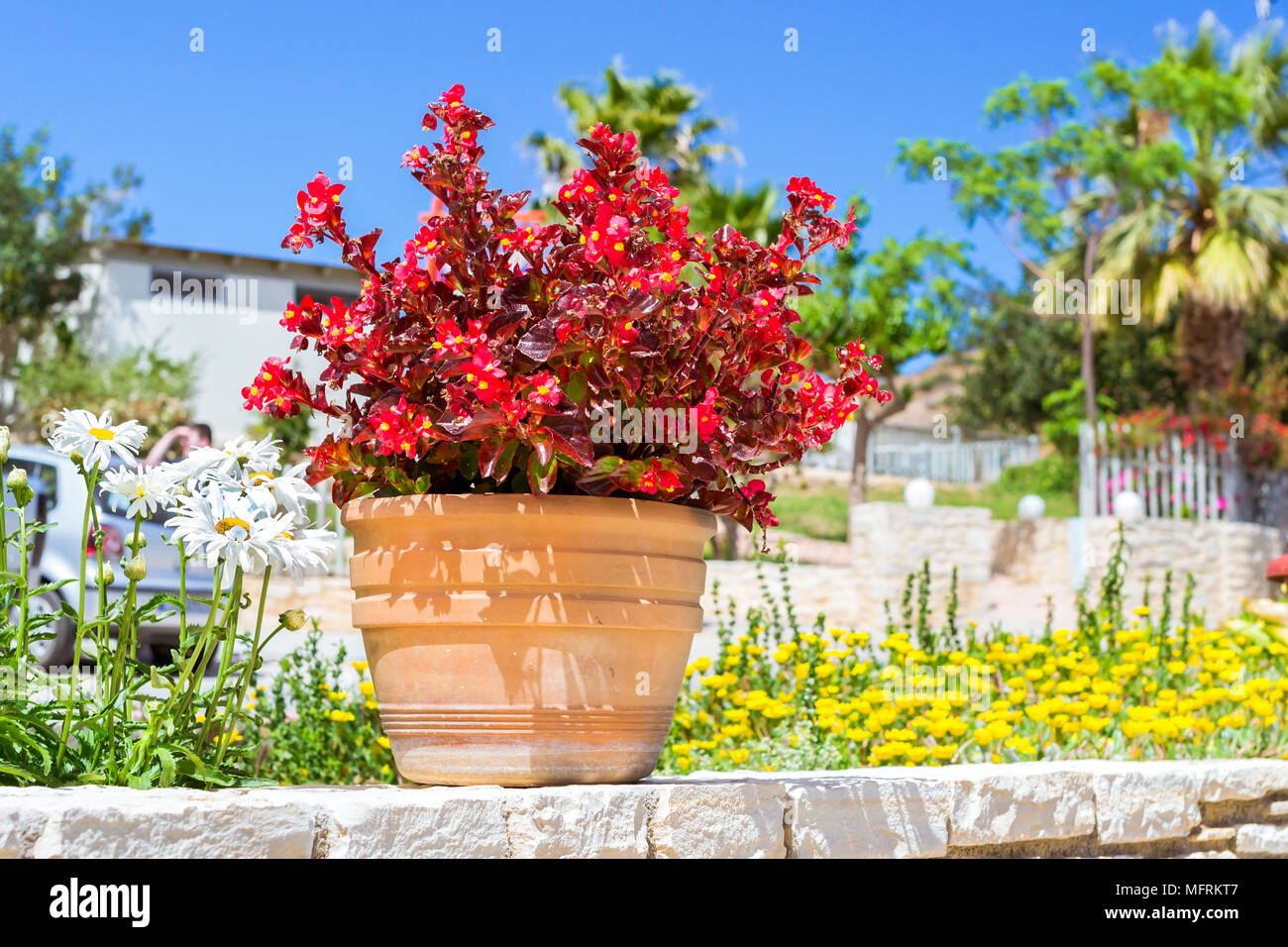 Exotic red flowers grow in clay pot at the edge of a Hiking trail in