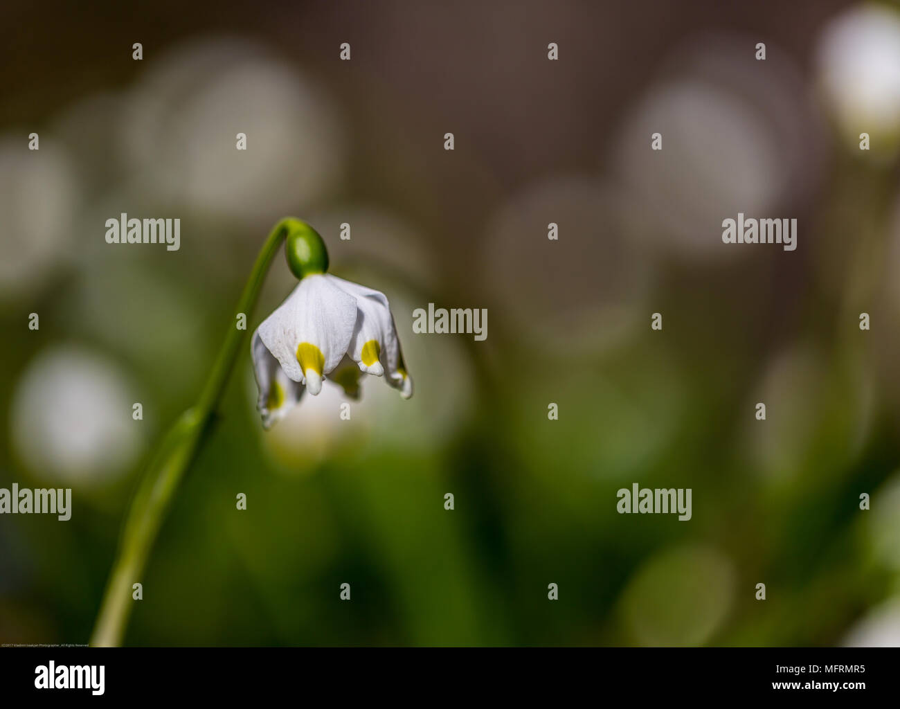 Snowdrop (Galanthus plicatus) on flowerbed bokeh background in spring forest Stock Photo