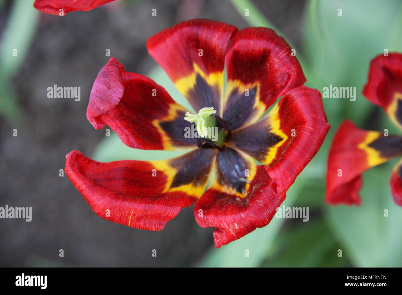 Rust Red Tulip Red tulip close look Stock Photo - Alamy