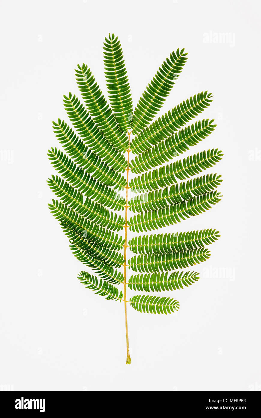 Vertical shot fern leaf hi-res stock photography and images - Alamy