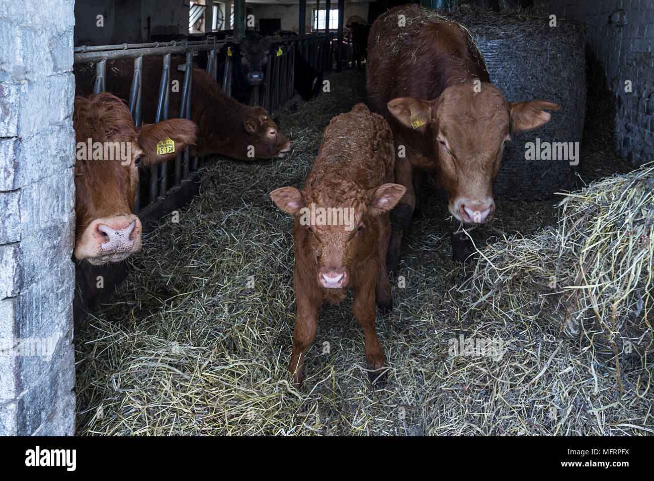 Little calf with mother animal in the feeding corridor from the cowshed, Middle Franconia, Bavaria, Germany Stock Photo