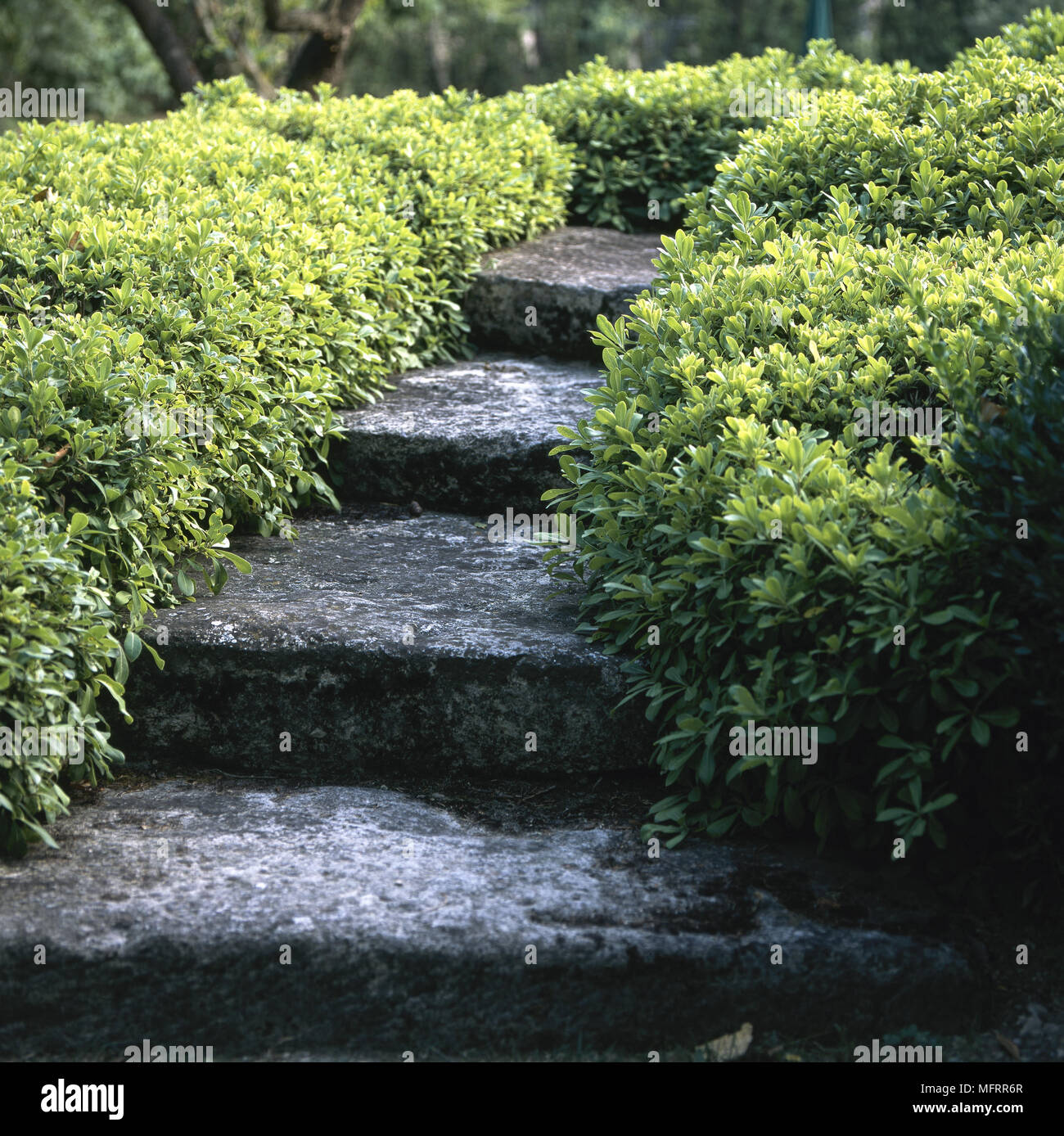 Rustic stone steps up through spreading ground cover Stock Photo - Alamy
