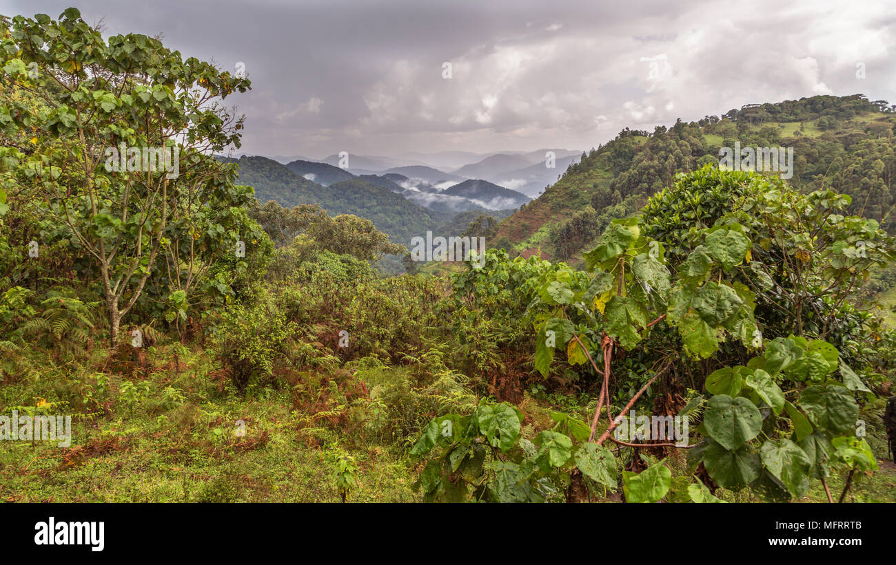 Tropical rainforest, hilly landscape with clouds in the back, Bwindi Impenetrable National Park, Uganda Stock Photo