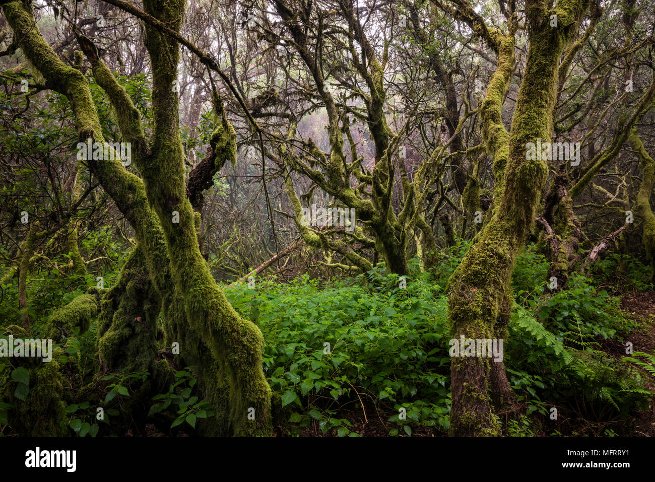 Moss-covered trees in the fog forest, laurel forest, Raya la Llania, El Hierro, Canary Islands, Spain Stock Photo
