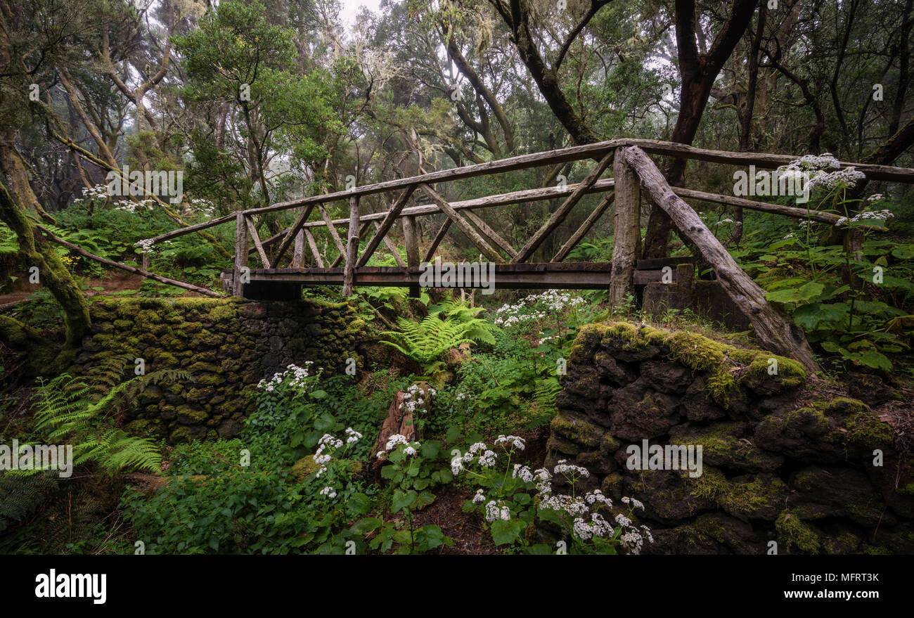 Footpath with wooden bridge in cloud forest, laurel forest, Raya la Llania, El Hierro, Canary Islands, Spain Stock Photo