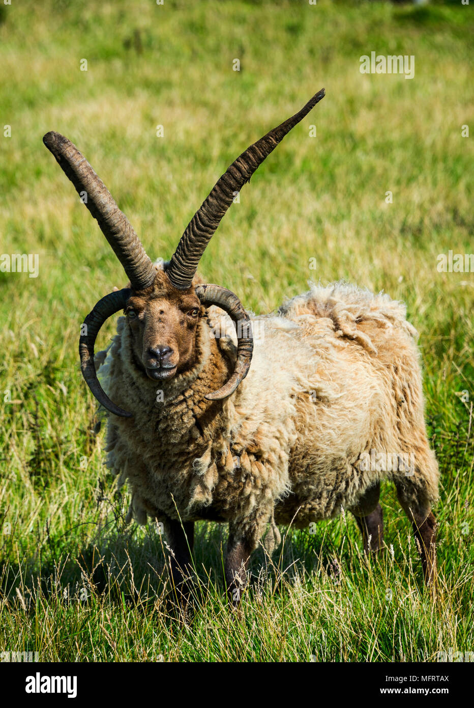 Four-horned Manx Loaghtan sheep (Ovis aries), Isle of Man, United Kingdom Stock Photo