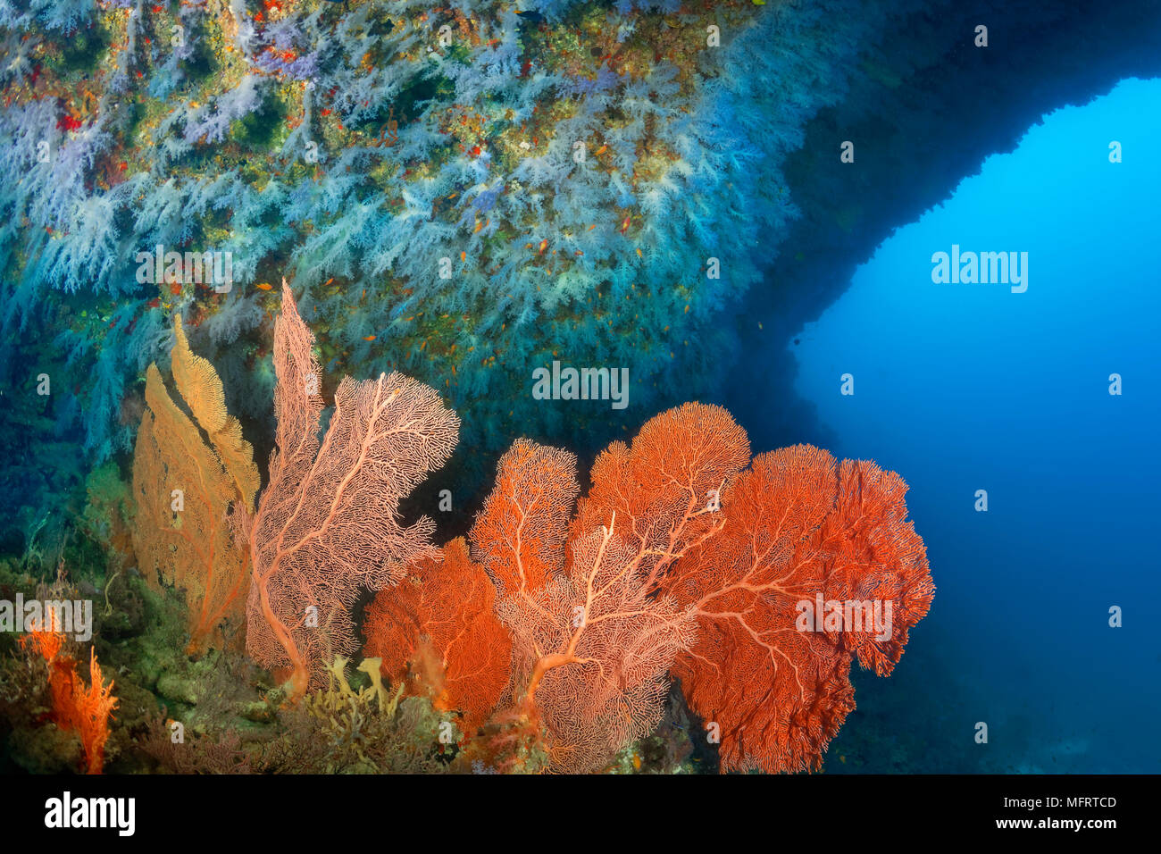 Big coral reef overhang, blue, hanging, soft corals (Dendronephthya) and big gorgonians (Annella reticulata), Malos Thila Stock Photo
