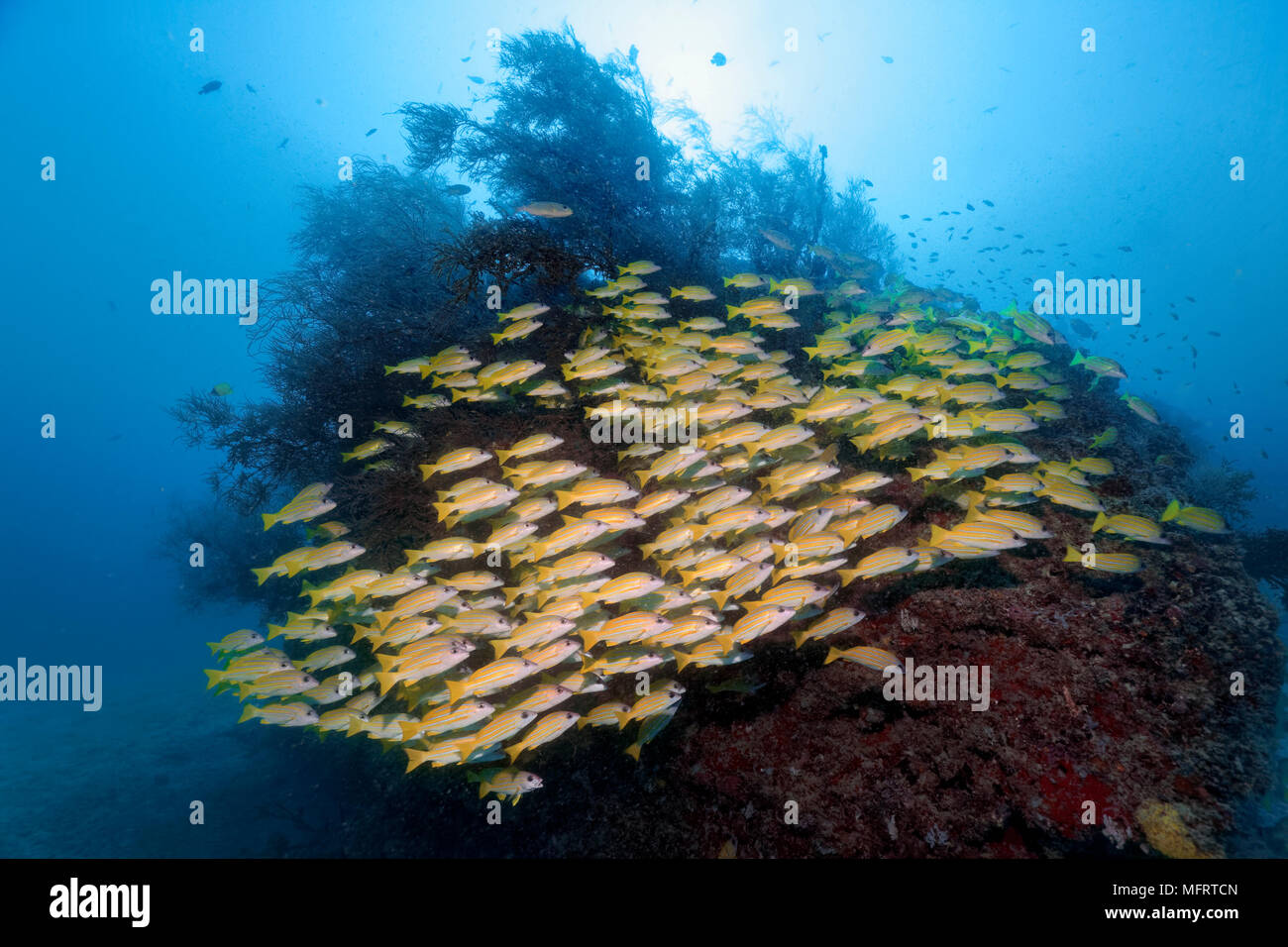 Fish swarm Bluestripe snapper (Lutjanus kasmira) in front of coral block with Bushy Black Coral (Antipathes dichotoma) Stock Photo