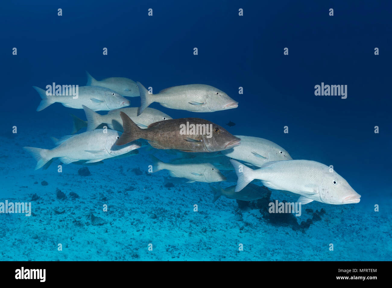 Fish swarm, Smalltooth Emperor (Lethrinus microdon) swims over sandy bottom, Indian Ocean, Maldives Stock Photo