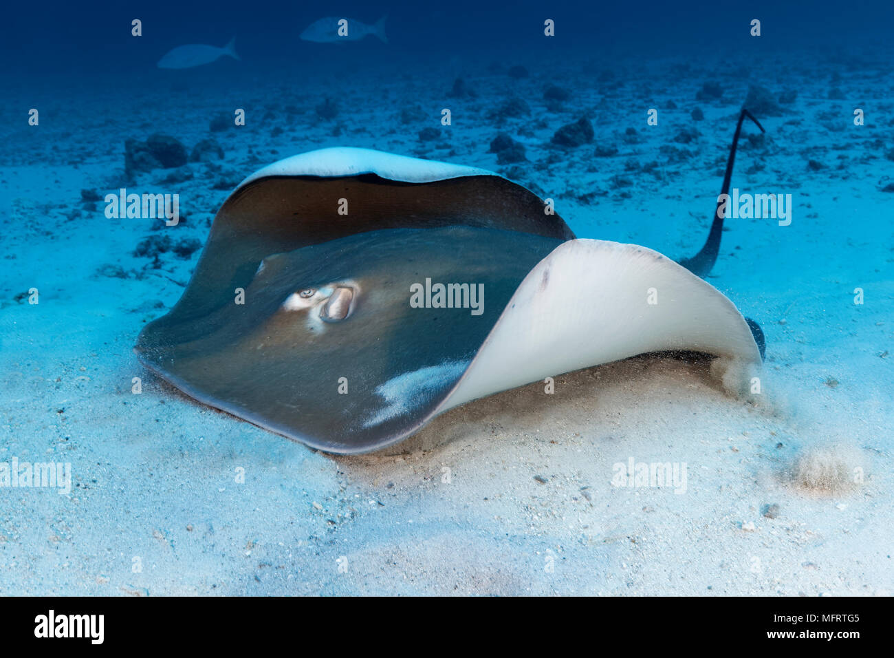 Pink whipray (Himantura fai) lies in the sandy bottom of the Indian Ocean, Maldives Stock Photo