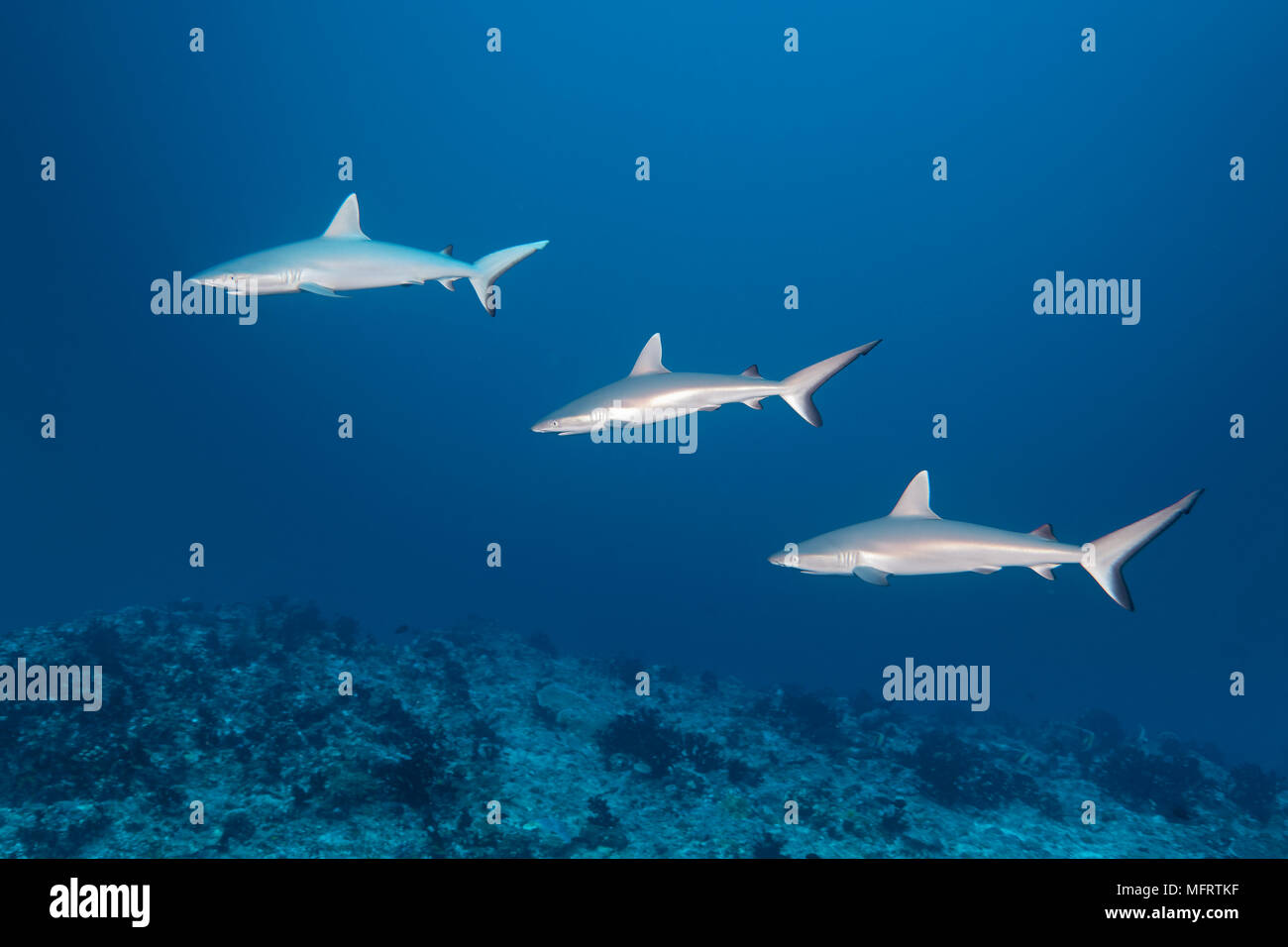 Group, three Grey reef sharks (Carcharhinus amblyrhynchos) swim in formation over coral reef, Indian Ocean, Maldives Stock Photo